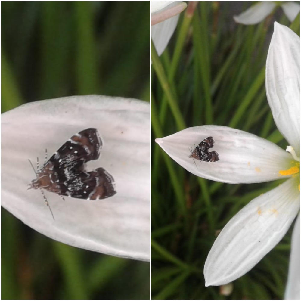 Prochoreutis sp.  (Choreutidae)?